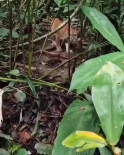 Family walks through the jungle and gets a surprise!