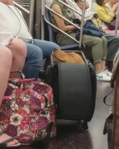 Doggo goes wherever you go