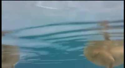 Baby duck feet under water.