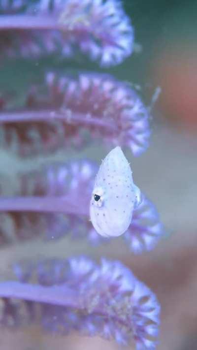 🔥The blacksaddle filefish (Paraluteres prionurus)