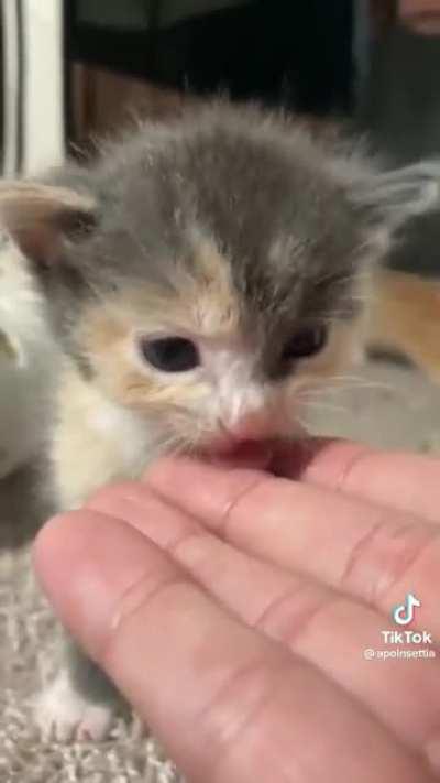 Live footage of a criminal attacking the authorities!