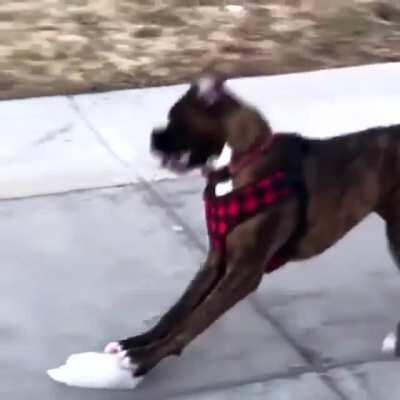 Just a Boxer doing Boxer things