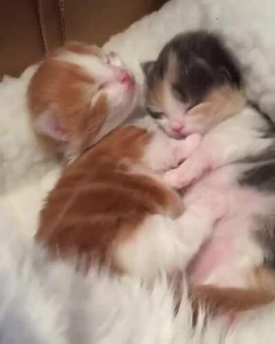 I can't handle this much cuteness.