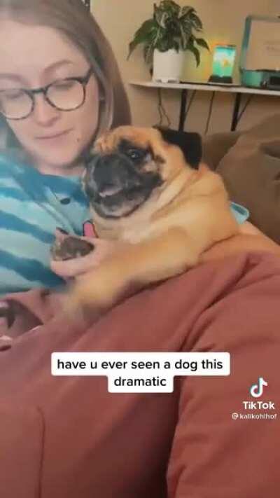 screaming pug