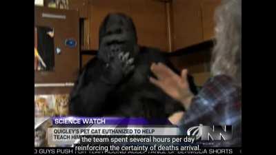 Scientists Successfully Teach Gorilla That Someday It Will Die
