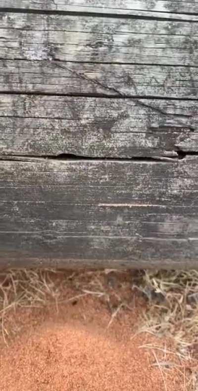 first post, saw these ants hard at work carving out their home, they’re so cute just look at them go!!