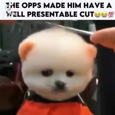 the opposition can be too cruel‼️😔