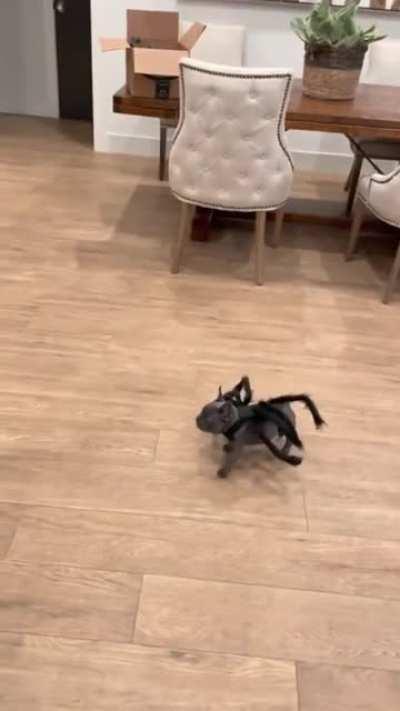 The most dangerous spider on the planet