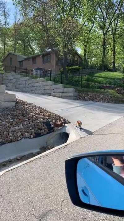 One of the neighborhood foxes chilling out.