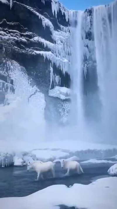 Breathtaking waterfall and sauntering, graceful horses of Iceland