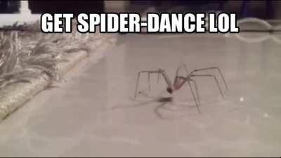 SpiderDance The Rival of StickBug,Their Battle would be Legendary