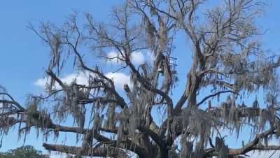 A tree is being cut down behind my parent's house
