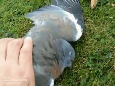 Pigeon drunk off fermented apples (just sleep it off, dude)