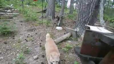 He asserting dominance