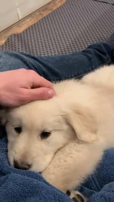 Leïa 8 weeks old. Cuddling time 😍