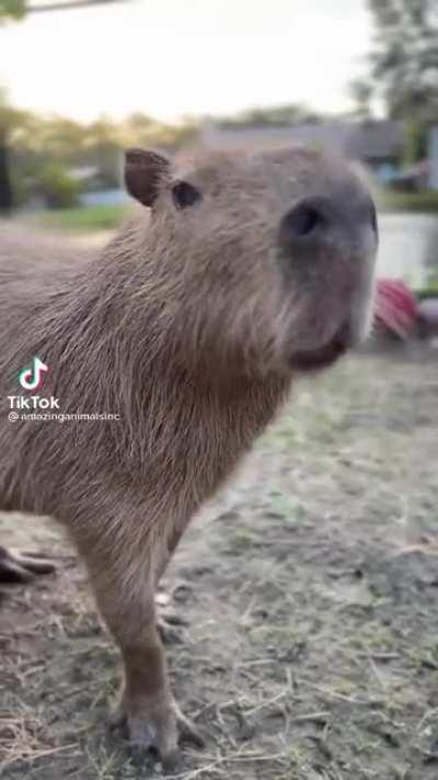 He really did just say 'H'