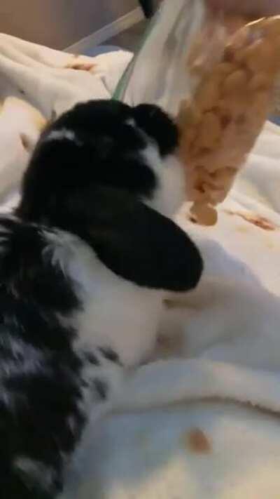 Anything I eat he thinks he can eat too.. including my goldfish which is a HUGE no no. He hears the crinkle of a bag and he comes running and tries to take it from me. Maybe I should start eating veggies so I can share.😂😂😂