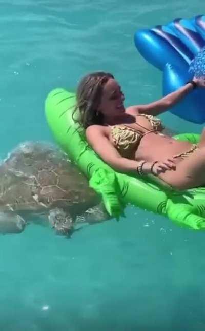 The turtle from Finding Nemo