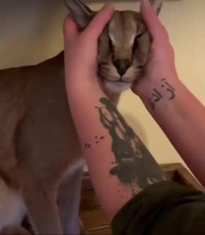 Mongolian throad singer floppa