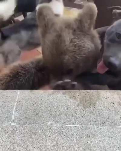 Well, He Looks A Bit Different, But We Are Cool With That.