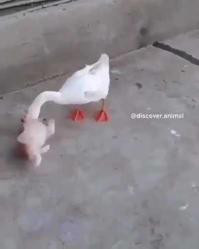 The goose is that puppy's best friend.