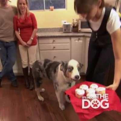 This dog when told he can't have any cupcakes