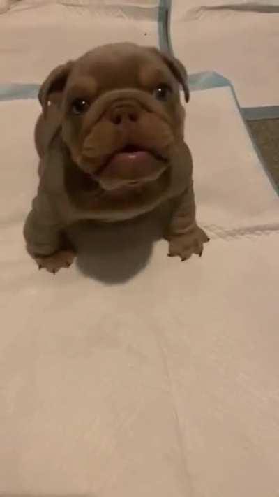 Pretty sure I need him in my life