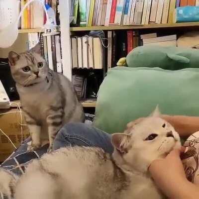 The cat on the left die inside