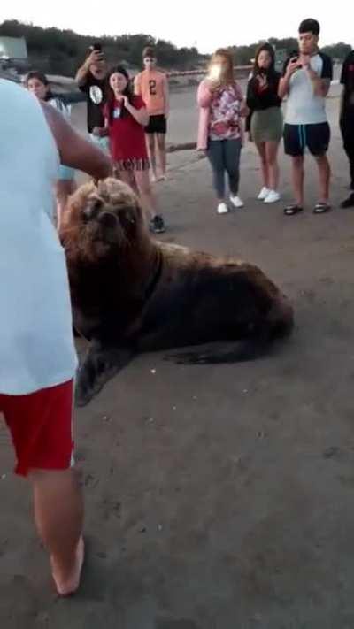 Trying to pet a sea wolf...