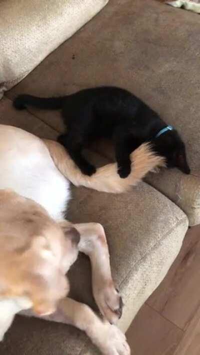 Here’s my good boy being a bro to the new kitten . They are never far apart now.