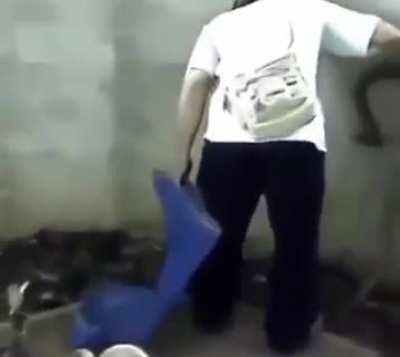 Do snakes havd dicks