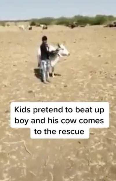 Cow dislikes bullies