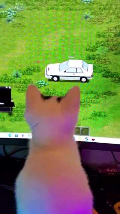 Cat Brutally Fends Off Zombies. I was driving and my buddy's cat was hitting zombies and the car on screen so he filmed a bit of it.