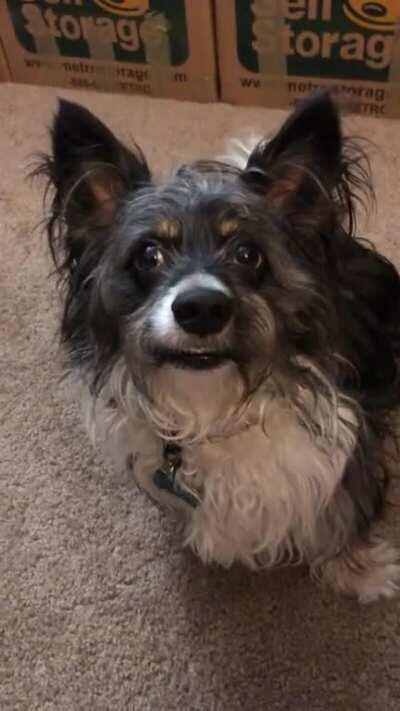 It takes a lot of work to get Charlie to look at the camera