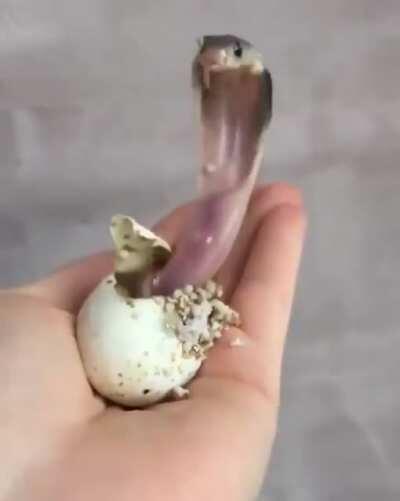 🔥 This newly-hatched baby King Cobra.