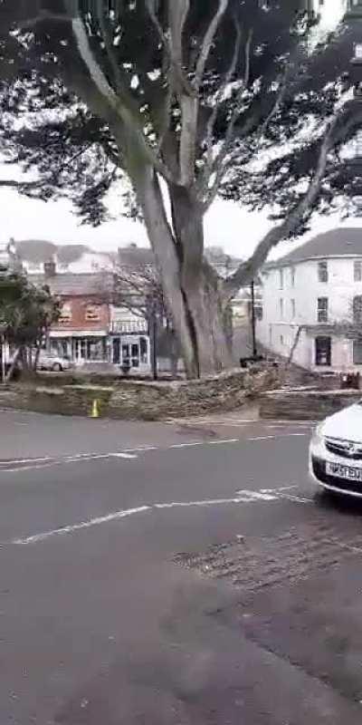 200 year old tree felled by Storm Eunice in Bude, Cornwall
