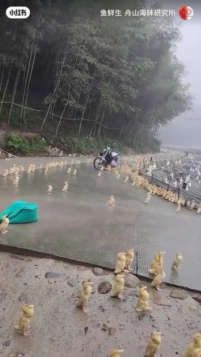 ducks having enlightenment