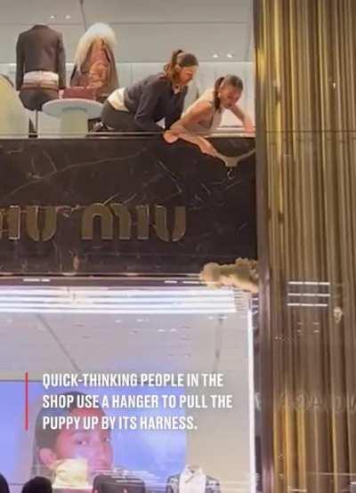 Puppy rescued by London shop workers after I got stuck