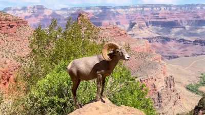 Met a bighorn sheep in Grand Canyon