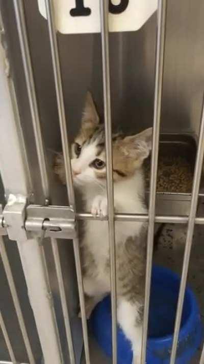 “I WANT MY LAWYER!!”