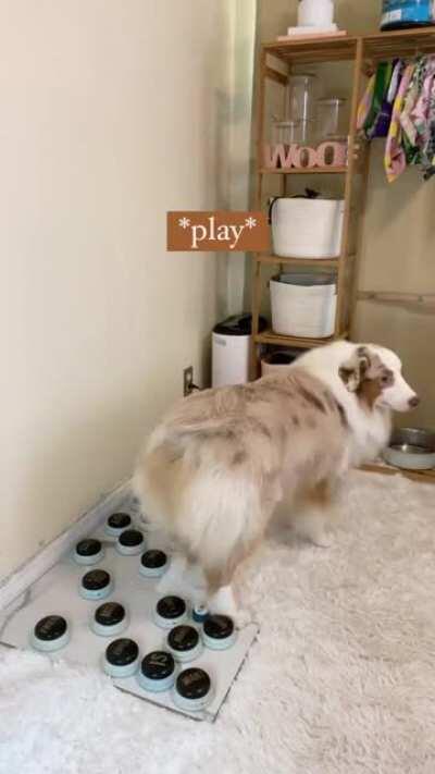 Todos esses botões tem uma palavra diferente. A mulhere passou quase um ano inteiro pra ensinar ele a se comunicar atrás vez deles.