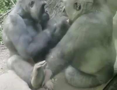 Proof that we are closely related to gorillas