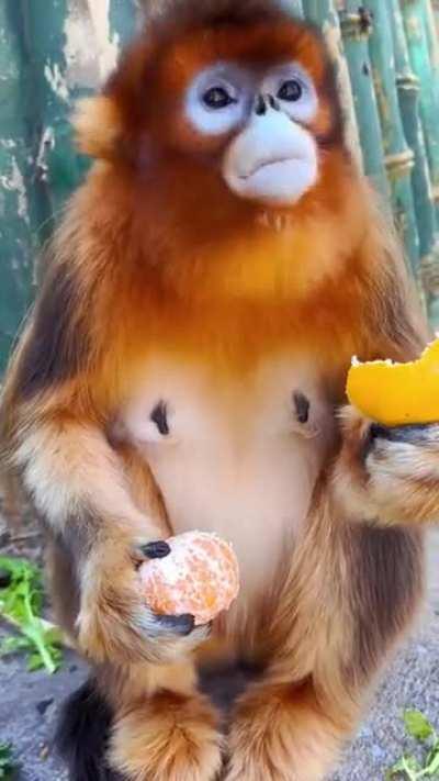 Snub-nosed monkey eats an orange.