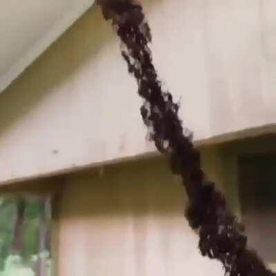 Ants make a bridge to reach a wasp nest