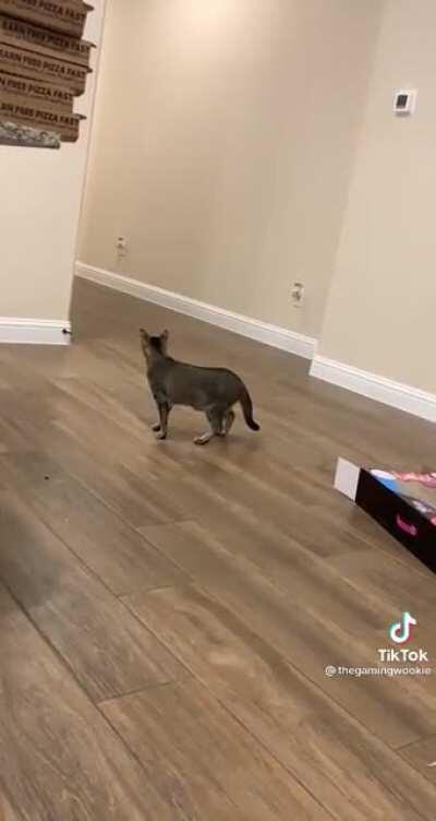 Pranking her big brother