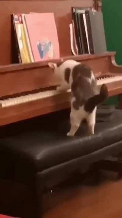 Cat pianist practice