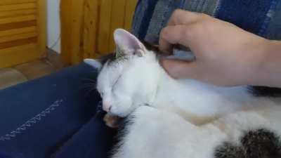 Zur Beruhigung der Nation