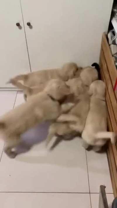 How to make kitteh disappear!