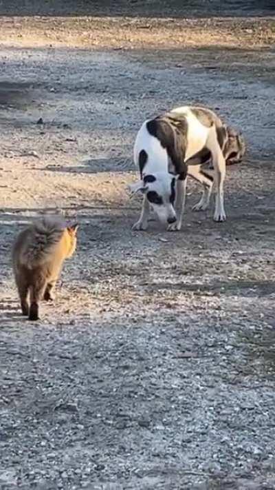 Dog: This is getting too intense, I must retreat.