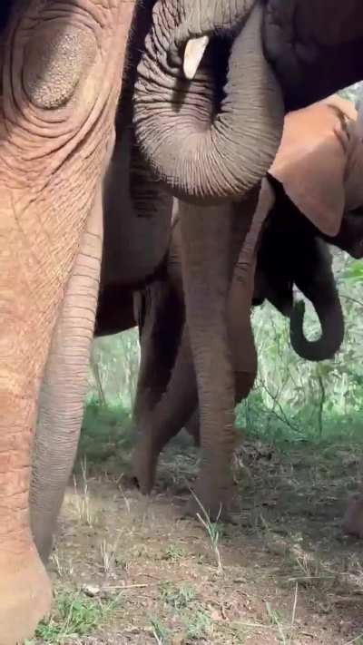 The sound of juvenile elephants eating tasty treats
